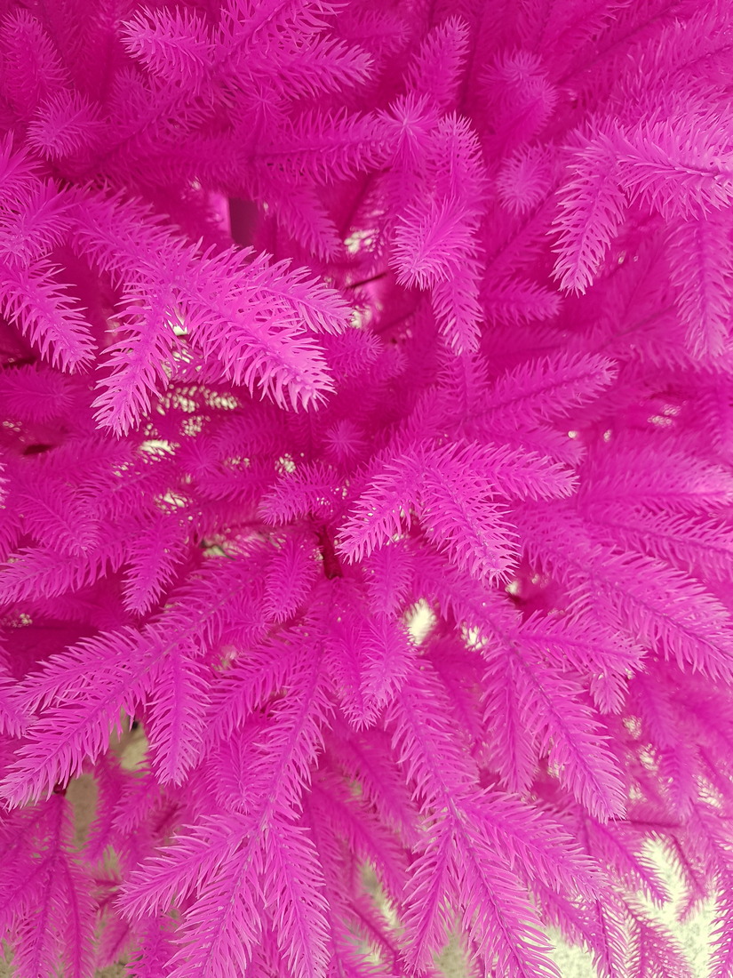 фото Ель Изумрудная фиолетовая 125см